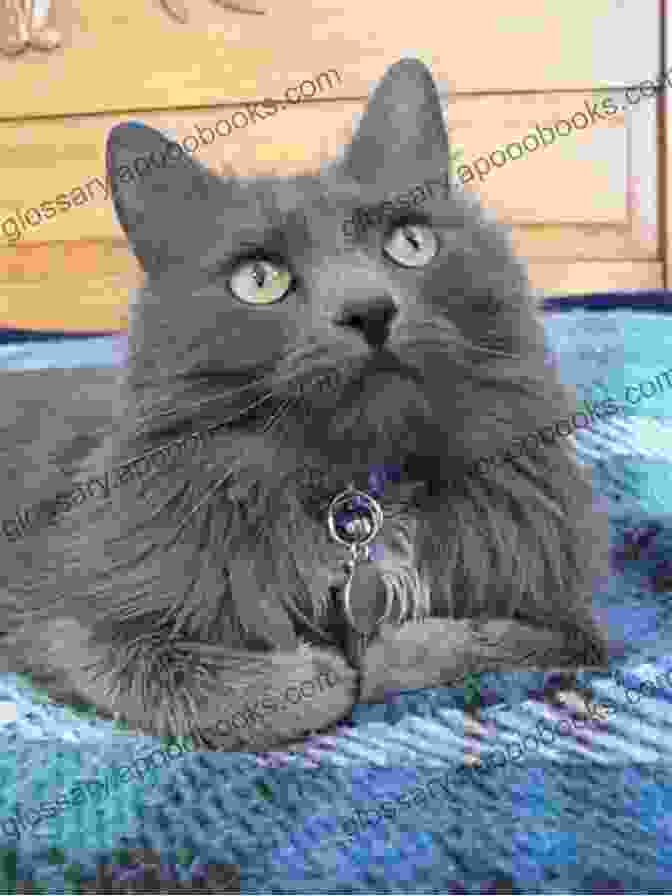 A Beautiful Nebelung Cat With Striking Silver Blue Fur Nebelung Cats Nebelung Cat Care Personality Grooming Health Training Costs And Feeding All Included Nebelung Cat Owners Manual