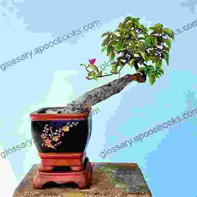 A Bougainvillea Bonsai In The Slanting Style, Featuring A Trunk Angled To One Side Bougainvillea Bonsai: Important Hint On Bougainvillea Bonsai And Its Guidelines