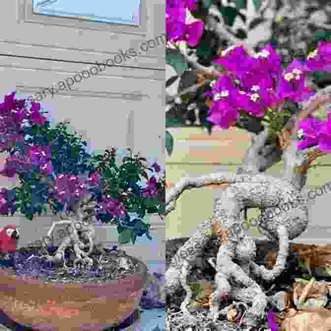 A Bougainvillea Bonsai Receiving Ample Sunlight Bougainvillea Bonsai: Important Hint On Bougainvillea Bonsai And Its Guidelines