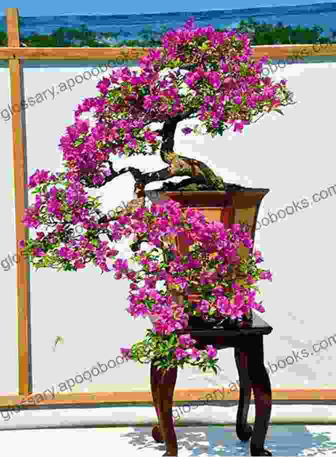 A Cascade Bougainvillea Bonsai With Branches Cascading Down From The Elevated Pot Bougainvillea Bonsai: Important Hint On Bougainvillea Bonsai And Its Guidelines