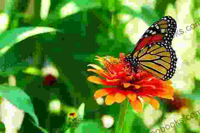 A Colorful Butterfly Resting On A Flower KERALA Birds Butterflies Wildflowers: And Other Wildlife