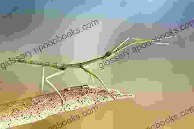 A Fascinating Stick Insect Perched On A Leaf, Showcasing Its Remarkable Camouflage Abilities Stick Insects Stick Bugs And Leaf Insects As Pets Stick Insects Care Facts Costs Food Handling Cages Health Breeding And Where To Buy All Included