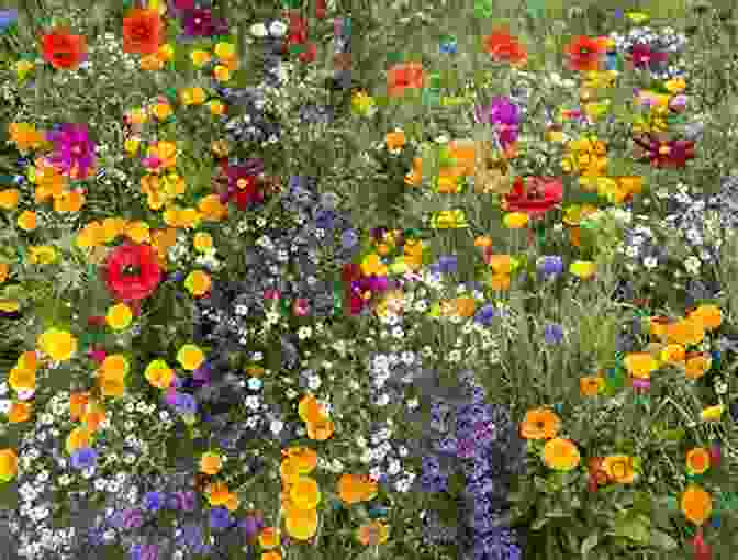 A Field Of Colorful Wildflowers KERALA Birds Butterflies Wildflowers: And Other Wildlife