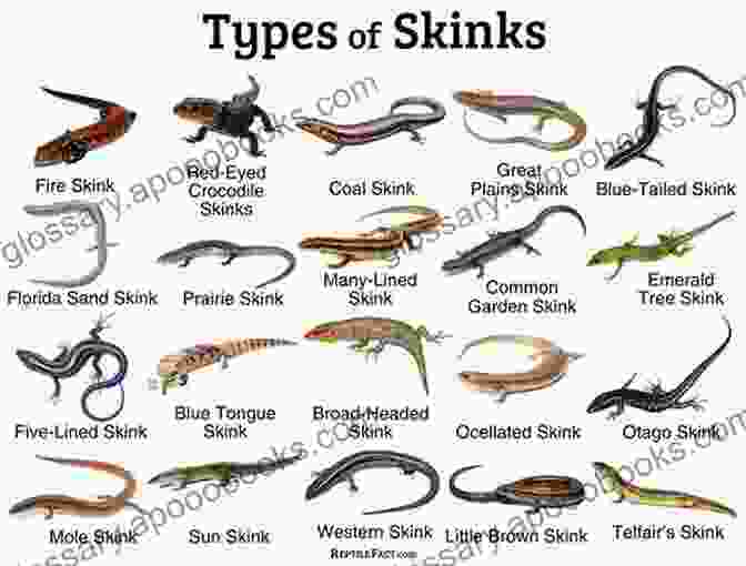 A Montage Of Various Skink Species, Highlighting Their Diverse Sizes, Patterns, And Colors Skinks As Pets Blue Tongued Skinks And Other Skinks Care Facts And Information Habitat Diet Health Common Myths Diseases And Where To Buy Skinks All Included