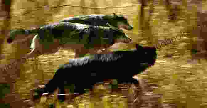 A Pack Of Wolves Working Together To Hunt, Demonstrating The Intricate Cooperation Within Their Society Fierce Wolf (Winter Wolves 3)