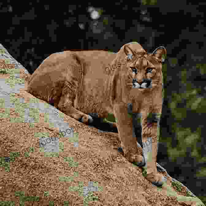 A Photograph Of A Mountain Lion In Delaware RELEASED: The Mountain Lions Of Delaware