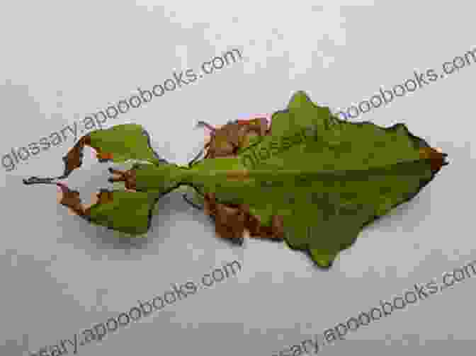 A Remarkable Leaf Insect, With Its Intricate Leaf Shaped Body And Camouflage Abilities Stick Insects Stick Bugs And Leaf Insects As Pets Stick Insects Care Facts Costs Food Handling Cages Health Breeding And Where To Buy All Included