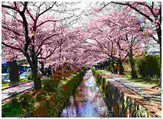 A Stunning View Of Kyoto's Cherry Blossom Festival, With Cherry Trees In Full Bloom Along The Philosopher's Path. Find Kyoto Vol 1 Cherry Blossom