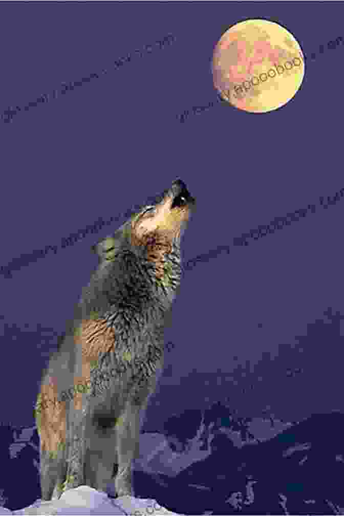 A Wolf Howling At The Moon, Its Piercing Call Echoing Through The Wilderness Fierce Wolf (Winter Wolves 3)