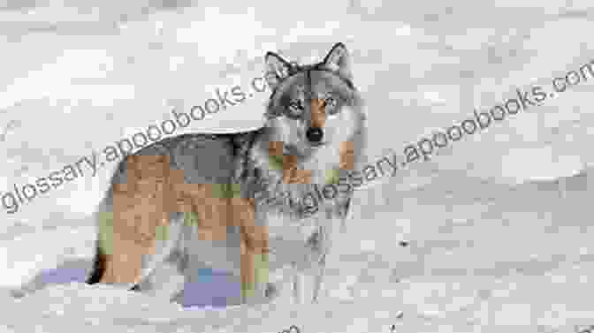 Amaya, A Young Wolf, Standing On A Snow Covered Rock, Her Piercing Gaze Fixed On The Distance Fierce Wolf (Winter Wolves 3)