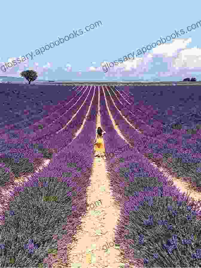 Amour, A Young Woman Seeking Comfort In The Lavender Fields Of Provence, As She Awaits News Of Her Beloved From The Great War From The Listening Hills: Stories (L Amour Louis)