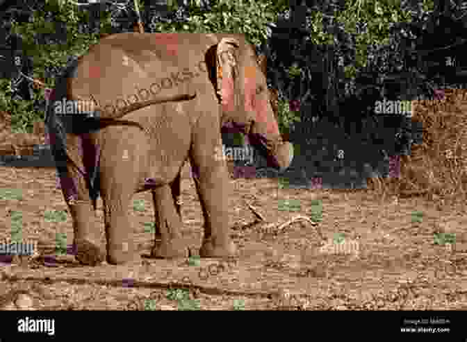 An Elephant Standing In A Forest Clearing KERALA Birds Butterflies Wildflowers: And Other Wildlife