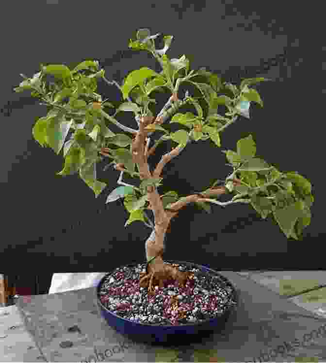 An Informal Upright Bougainvillea Bonsai With A Gently Curved Trunk And Irregular Branch Placement Bougainvillea Bonsai: Important Hint On Bougainvillea Bonsai And Its Guidelines