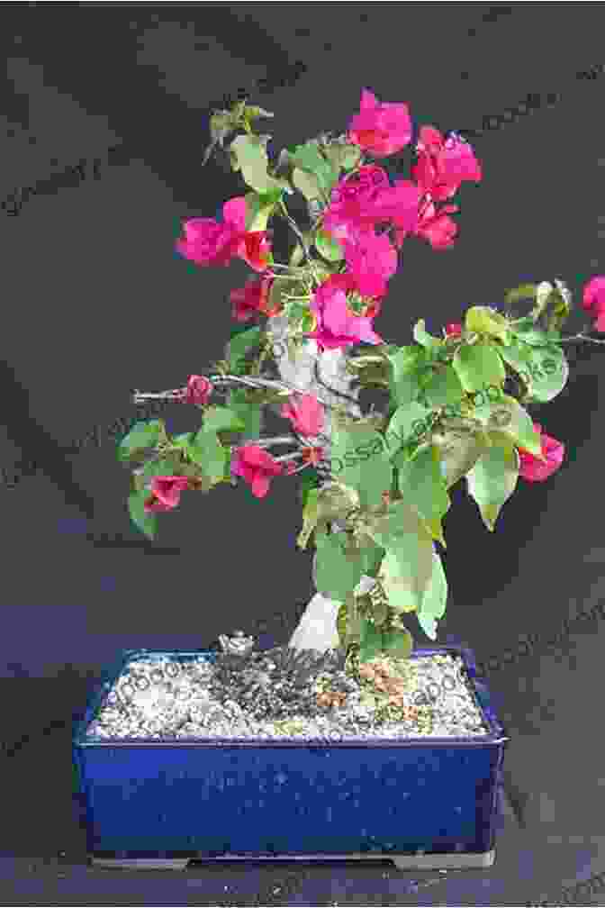 An Upright Bougainvillea Bonsai With A Straight Trunk And Evenly Spaced Branches Bougainvillea Bonsai: Important Hint On Bougainvillea Bonsai And Its Guidelines