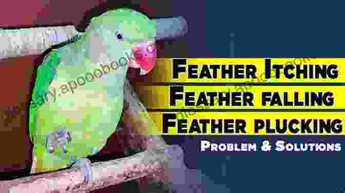 Bird Scratching Feathers Due To Flea Irritation MITES GOODBYE: The Beginners Step By Step Guide On How To Eliminate And Get Rid Of Fleas Bird Mites Dust Mites Clover Mites And Red Spider Mites