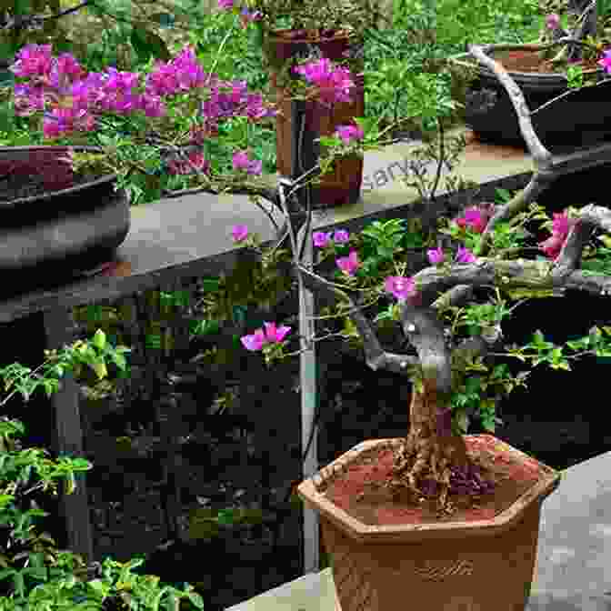 Choosing A Suitable Bougainvillea Tree For Bonsai Bougainvillea Bonsai: Important Hint On Bougainvillea Bonsai And Its Guidelines