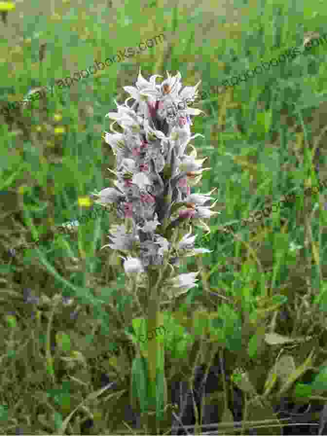 Cover Of 'Common Orchids Of Crete DRM' Featuring A Vibrant Display Of Cretan Orchids COMMON ORCHIDS OF CRETE DRMW