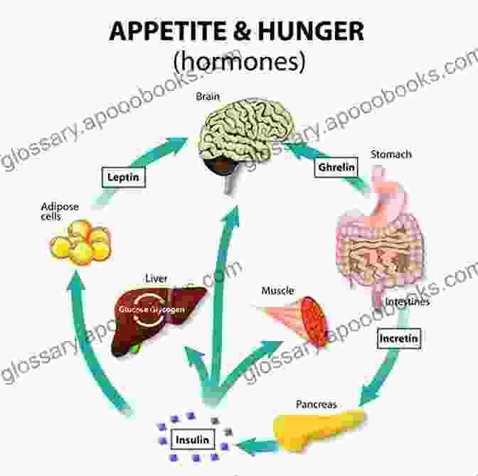 Diagram Of The Metabolic Processes During Fasting Complete Guide To Fasting Jimmy Moore