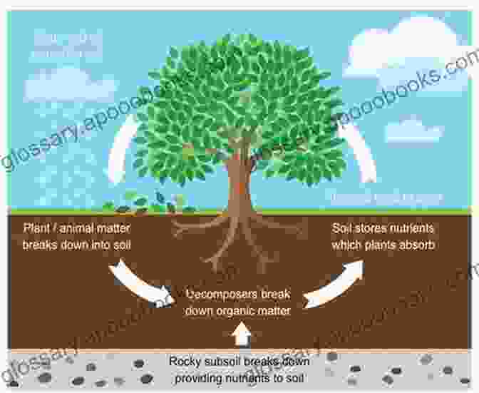 Exploring The Intricate Relationships Between Nutrient Cycling, Sediment Dynamics, And The Diverse Food Web Of Coral Reefs Oceanographic Processes Of Coral Reefs: Physical And Biological Links In The Great Barrier Reef