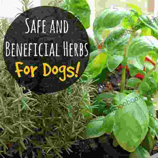 Happy Dog With A Wreath Of Healing Herbs Natural Remedy For Dogs And Cats