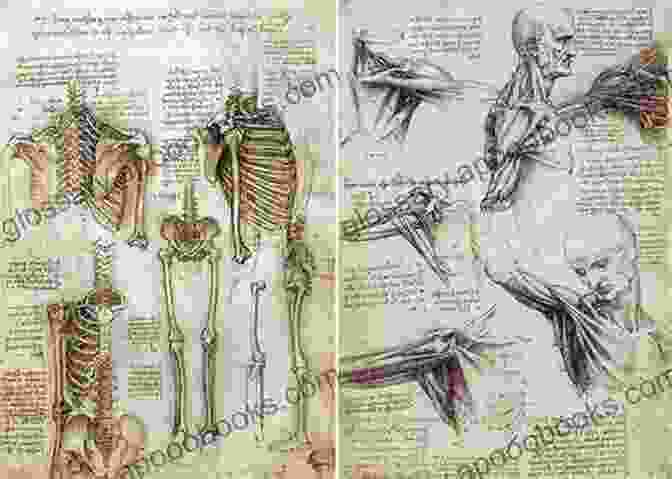 Leonardo Da Vinci's Anatomical Sketches Forbidden Knowledge: Medicine Science And Censorship In Early Modern Italy