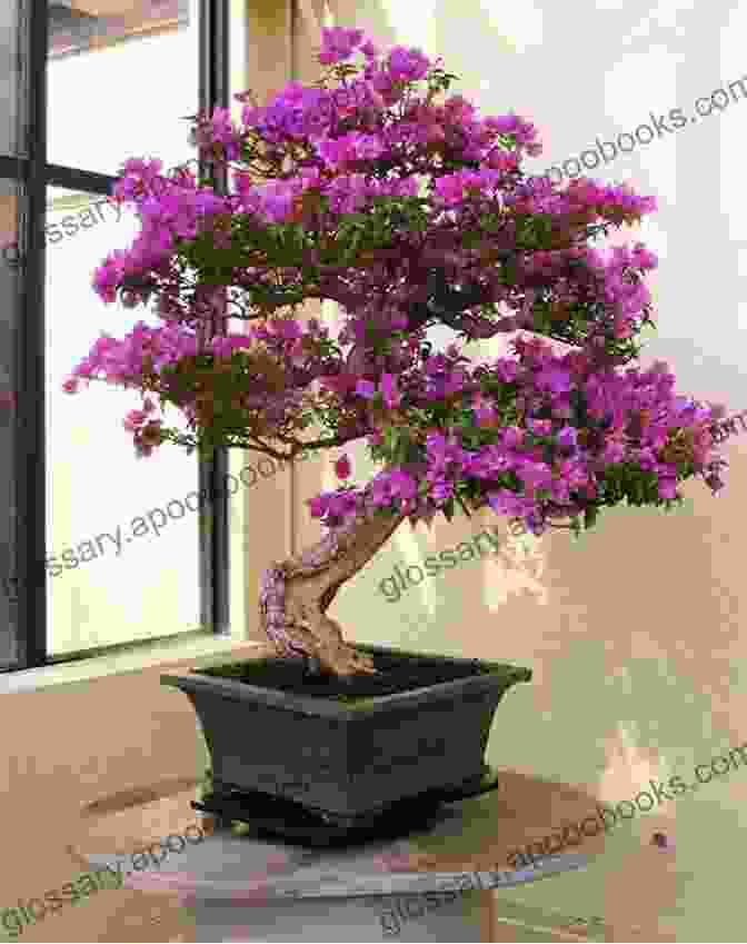 Regular Pruning Maintains The Desired Shape Of A Bougainvillea Bonsai Bougainvillea Bonsai: Important Hint On Bougainvillea Bonsai And Its Guidelines