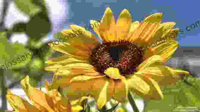 Sunflower Blooms Against A Cerulean Sky Sunshine Blooms And Haiku Delphi Classics