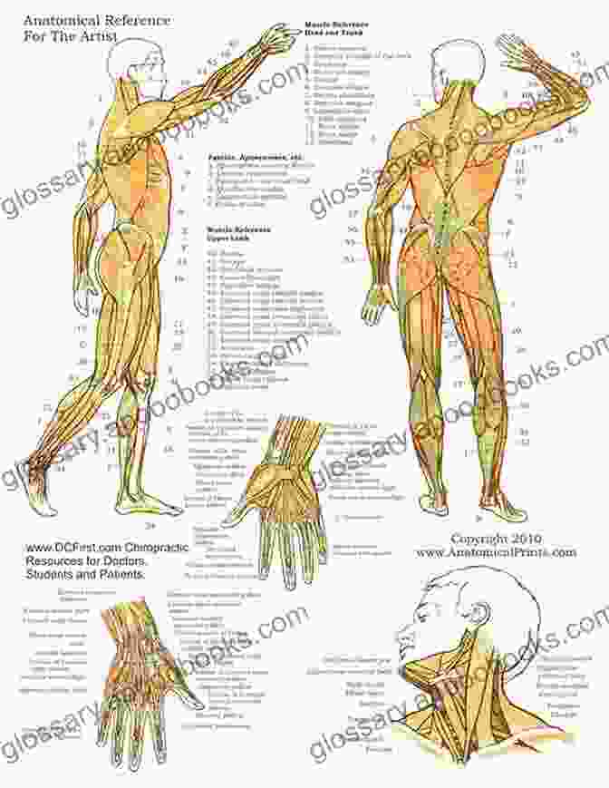 Surgeon Studying Anatomical Diagrams Mastery Of Cardiothoracic Surgery Noticesea