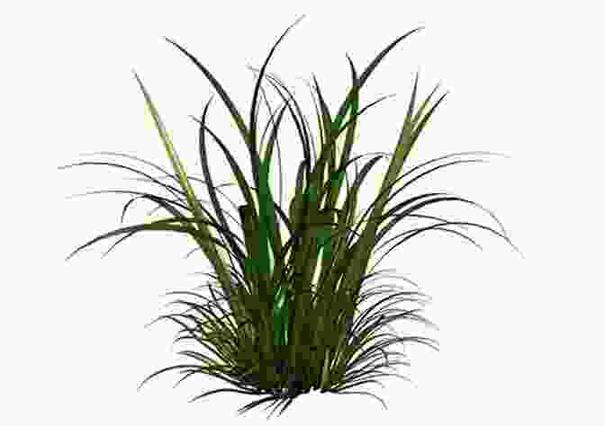 The Long Grass, A Symbol Of Both Beauty And Mystery Where The Long Grass Blows: A Novel