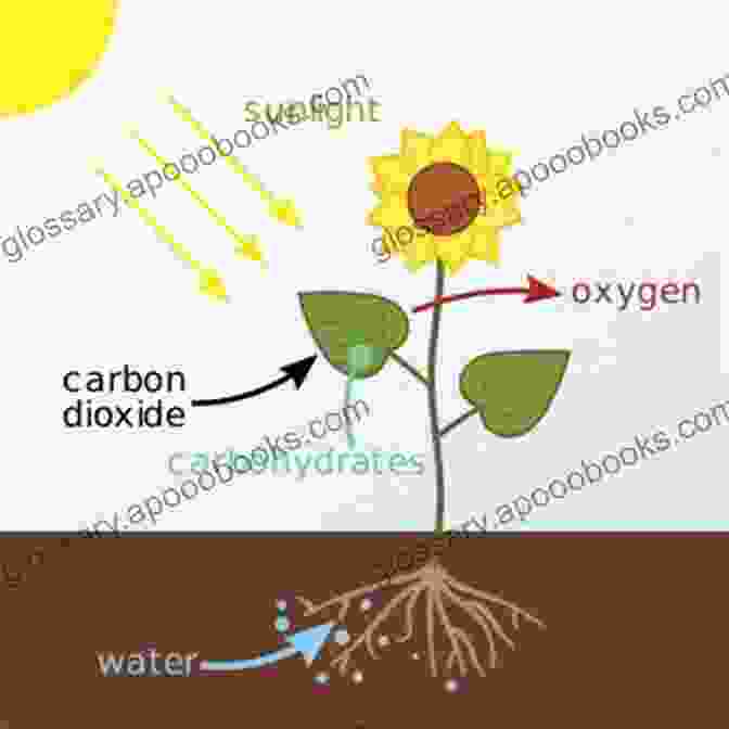 Unveiling The Intricate Interplay Of Light, Photosynthesis, And Water Circulation In Shaping Reef Ecosystems Oceanographic Processes Of Coral Reefs: Physical And Biological Links In The Great Barrier Reef