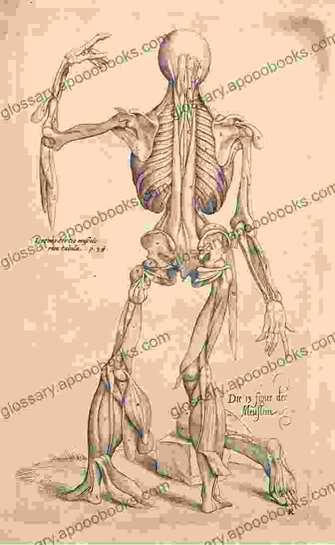 Vesalius's Anatomical Drawings Forbidden Knowledge: Medicine Science And Censorship In Early Modern Italy