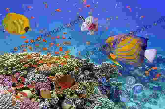 Vibrant Coral Reef Ecosystem Teeming With Marine Life The Roll Call Of The Reef