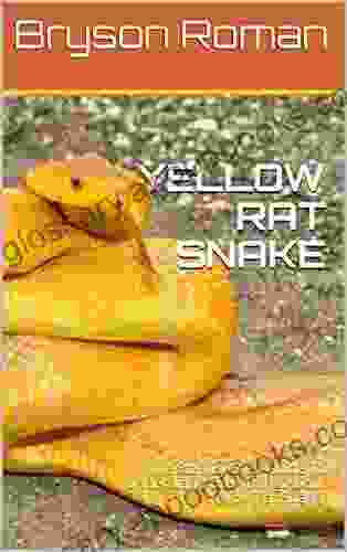 YELLOW RAT SNAKE: The Step By Step Guide To Understand Everything About Yellow Rat Snake